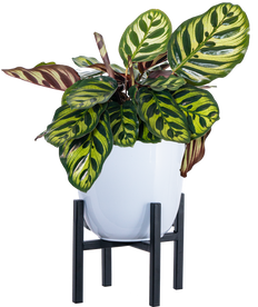 Calathea Makoyana | Peacock Plant (M)