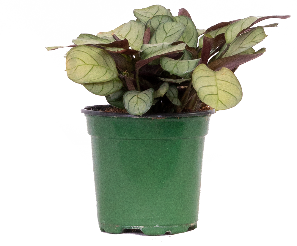 Maranta Amagris | Prayer Plant (S)