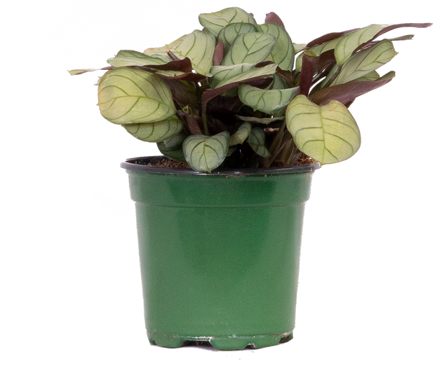 amagris prayer plant Maranta Amagris | Prayer Plant | 4" Pot | Pet Friendly And Easy Care Houseplant