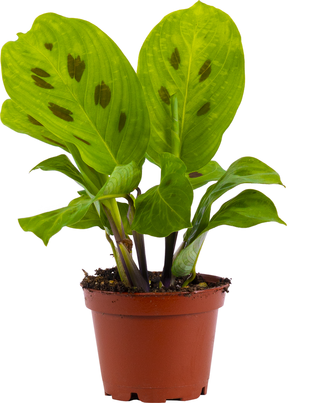 Maranta Kerchoveana | Prayer Plant (XS)