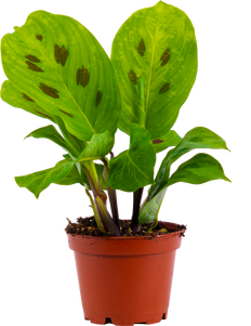 Maranta Kerchoveana | Prayer Plant (XS)