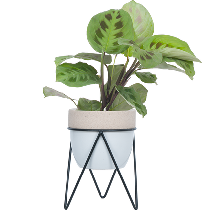 Maranta Kerchoveana | Green Prayer Plant (S)