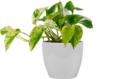 Epipremnum | Pothos Marble Queen (S)