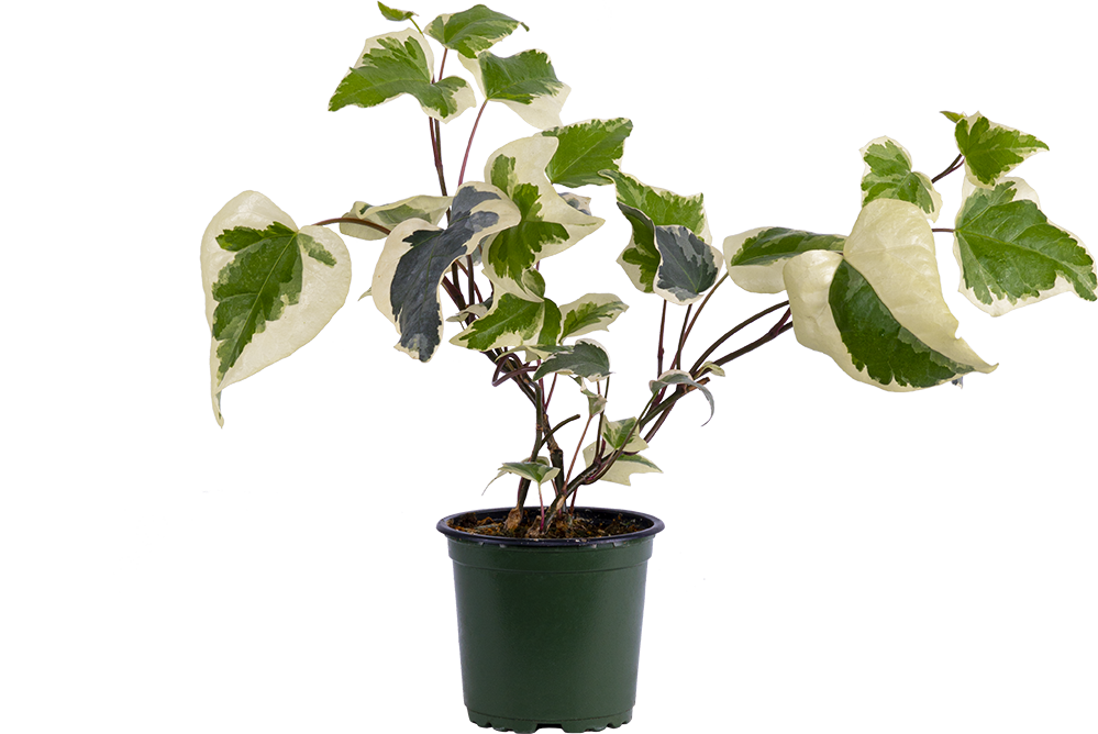 Hedera Algeriensis (S) | Variegated Marengo Ivy