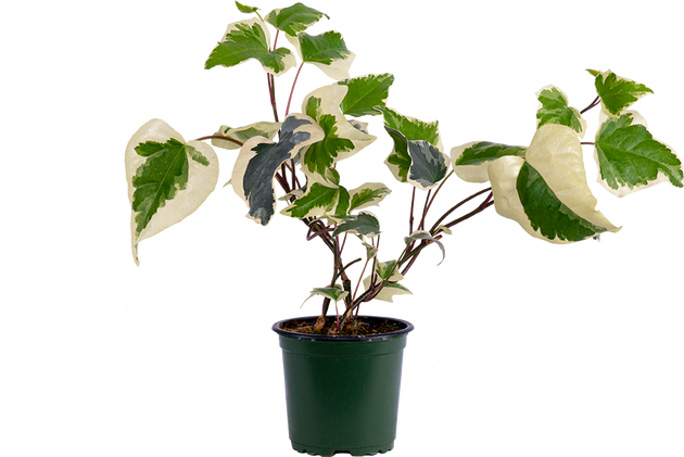 Hedera | Marengo Ivy | 4