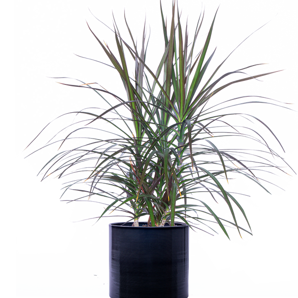 dracaena marginata var. Dracaena Marginata | Dragon Tree | 8" Pot | Easy Care Houseplant