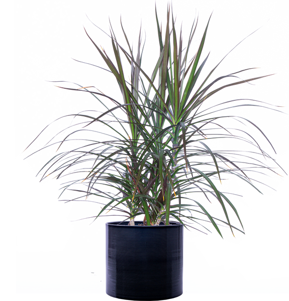dracaena marginata grande Dracaena Marginata | Dragon Tree | 8" Pot | Easy Care Houseplant