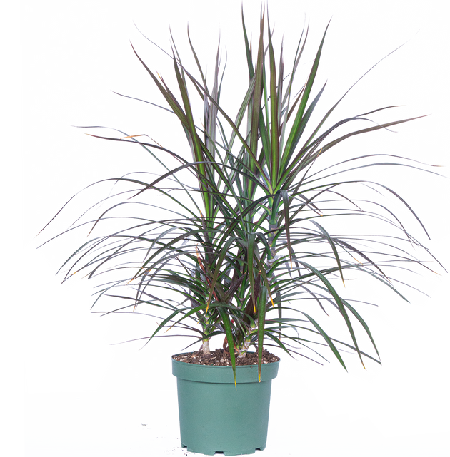dracaena marginata var. Dracaena Marginata | Dragon Tree | 8" Pot | Easy Care Houseplant