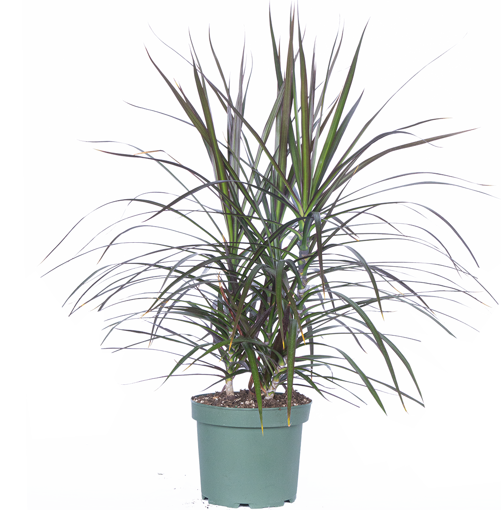 Dracaena Marginata (L) | Dragon Tree