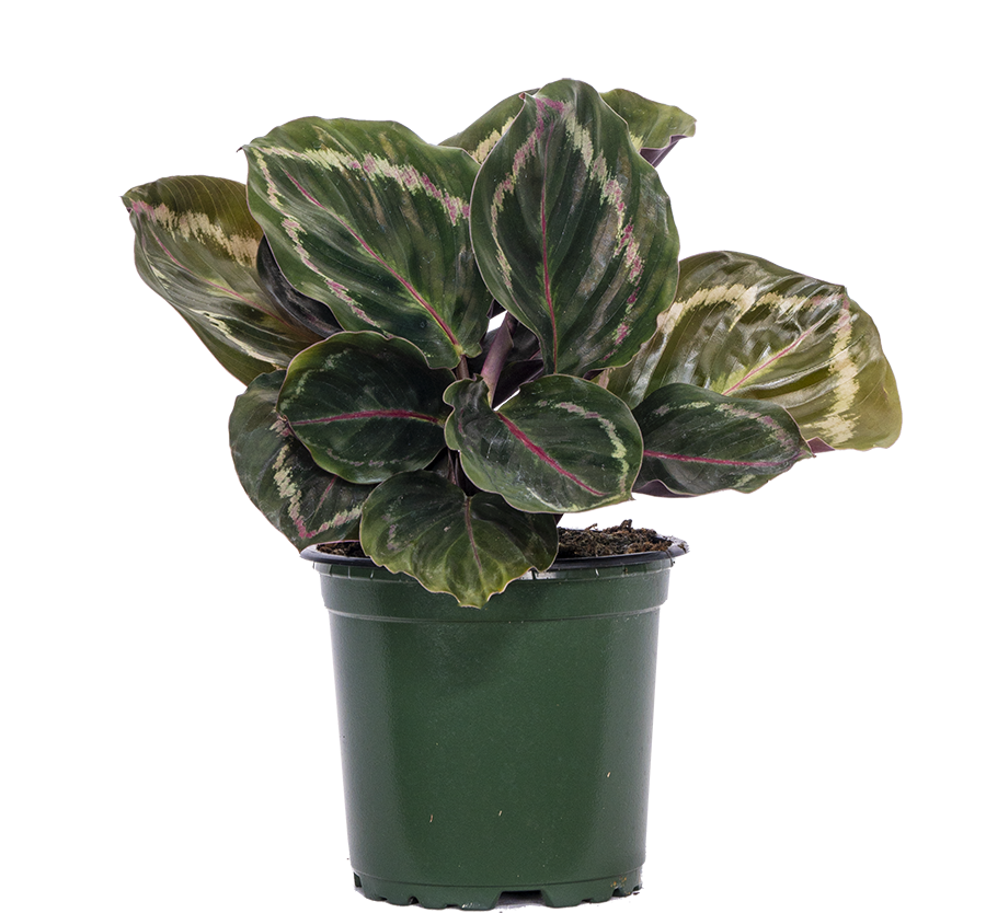 Calathea Medallion (S)