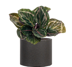 Calathea Medallion (S)