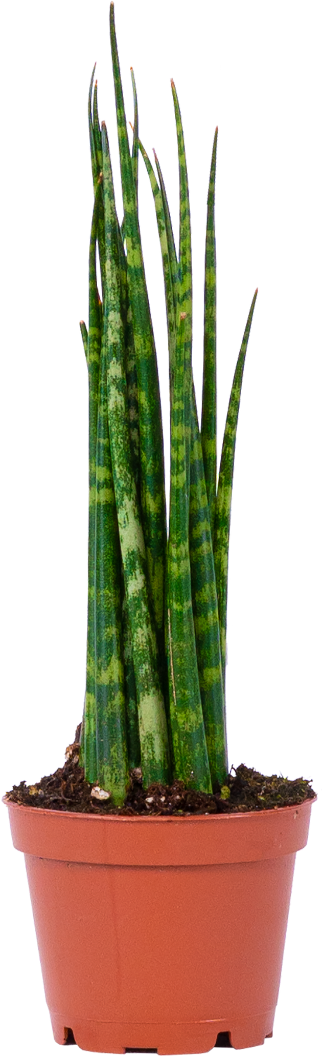 sansevieria fernwood care Sansevieria Fernwood Mikado | 2.5" Pot | Easy Care