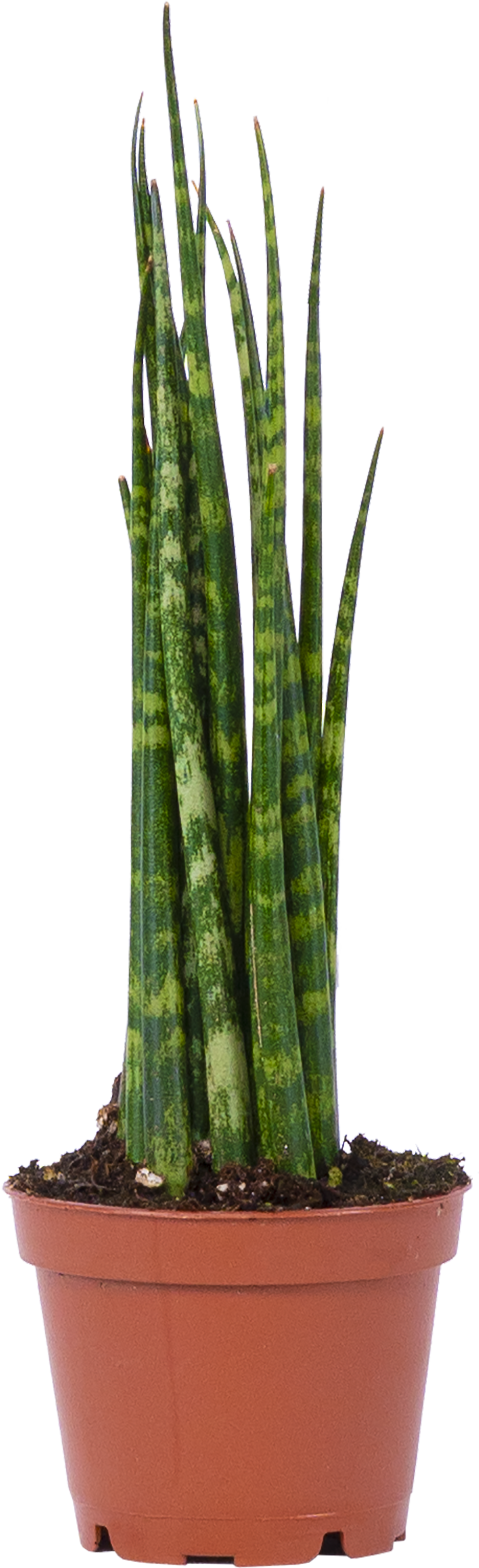 Sansevieria Fernwood Mikado (XS)