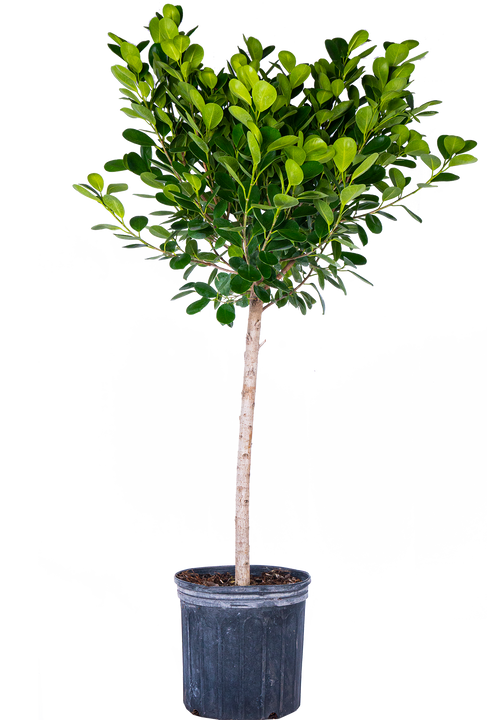 Ficus Microcarpa | Moclame (XL)