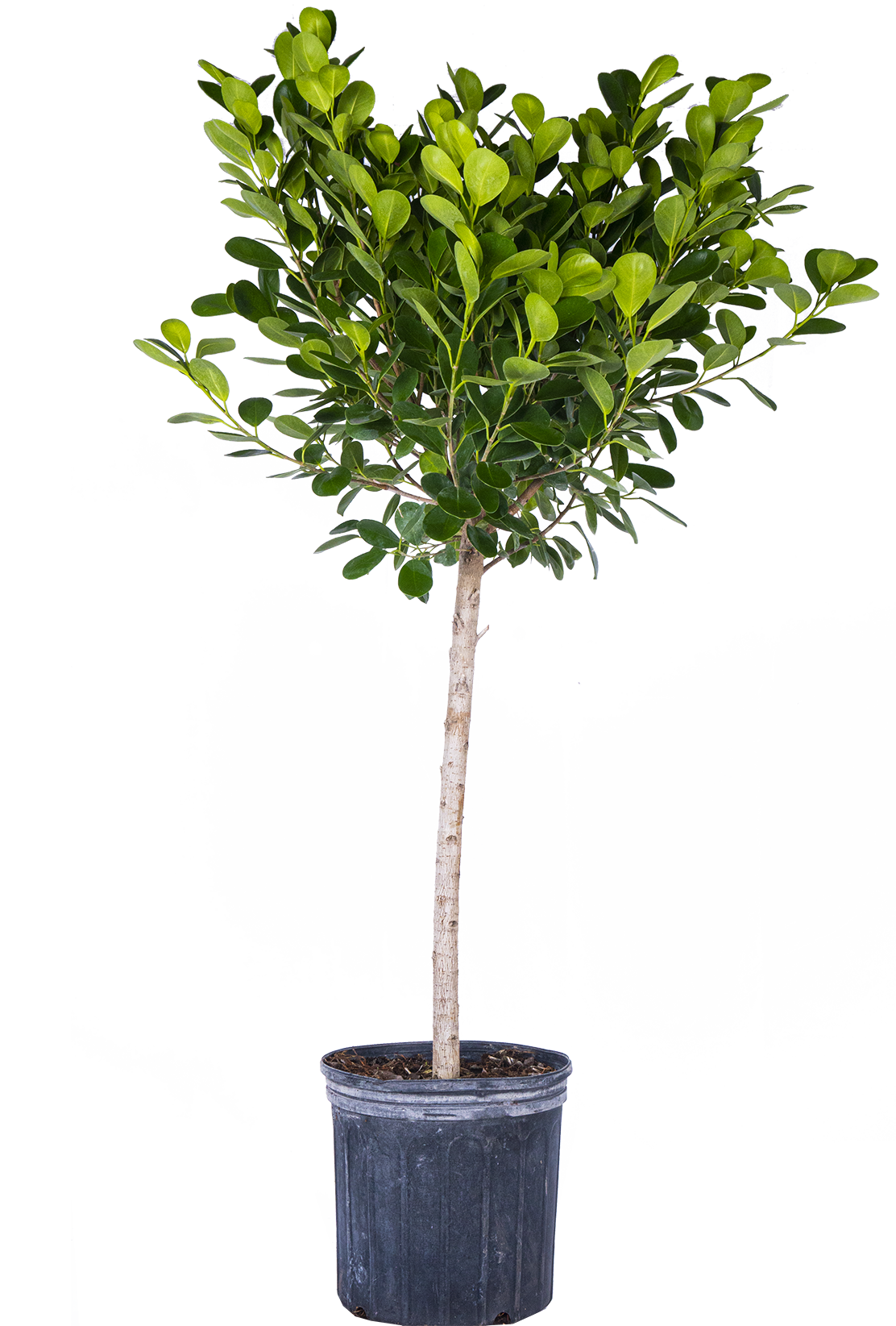 Ficus Microcarpa | Moclame (XL)