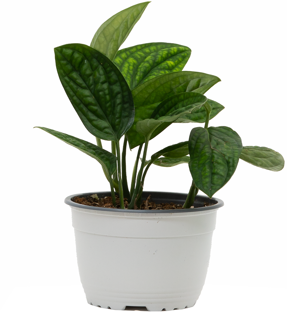 Monstera Karstenianum Peru (M)