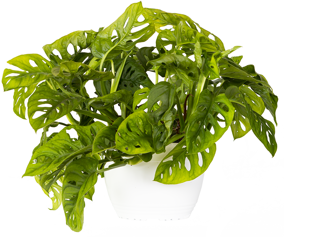 Monstera Adansonii | Monkey Mask  Plant (L)