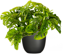 Monstera Adansonii | Monkey Mask  Plant (L)