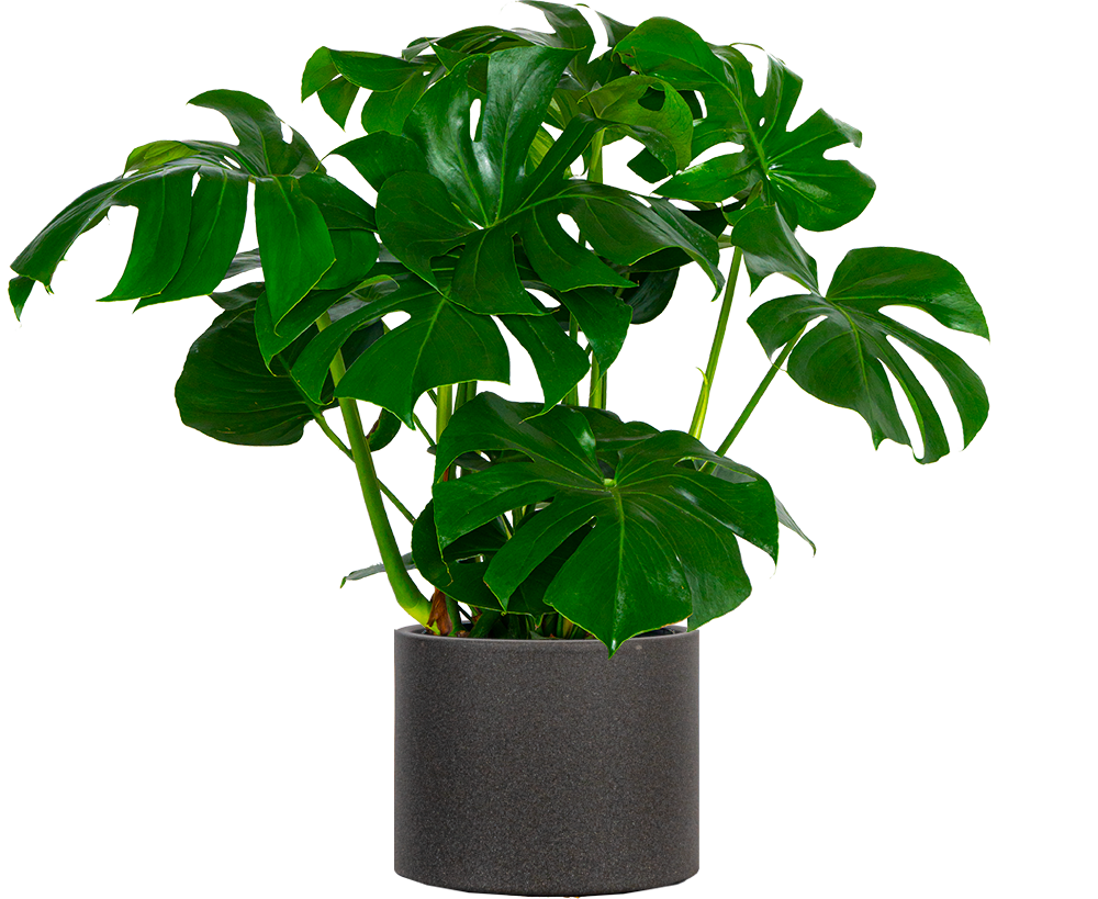 Monstera Deliciosa | Swiss Cheese Plant | 10