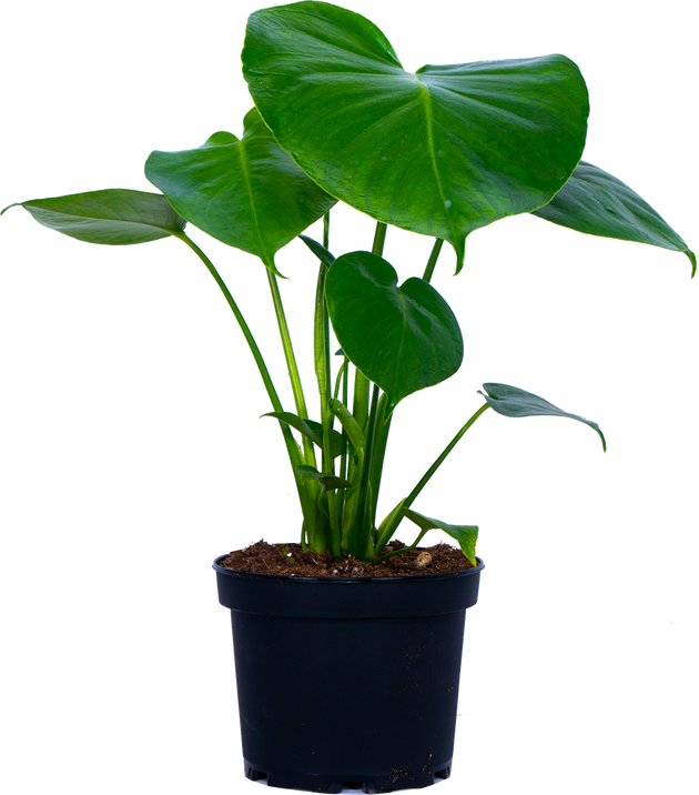monstera deliciosa buy online canada Monstera Deliciosa | Swiss Cheese Plant | 6" Pot | Easy Care Houseplant