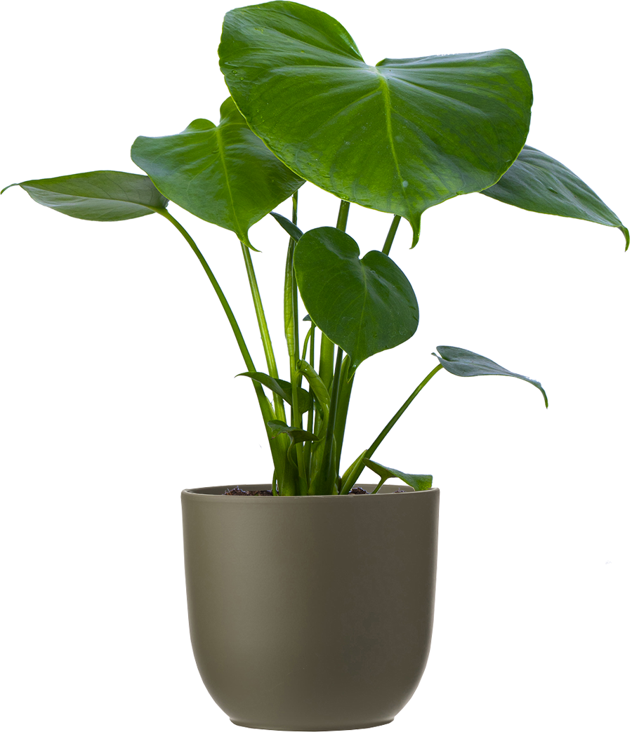 Monstera Deliciosa | Swiss Cheese Plant | 6