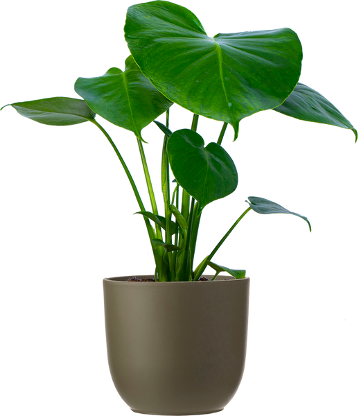 BELL NURSERY 6 in. Monstera Swiss Cheese Plant in Multi-Color Ceramic Pot  1005963201 - The Home Depot