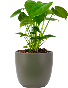 Monstera Deliciosa (L) | Swiss Cheese Plant