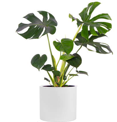 Monstera Deliciosa (XL) | Swiss Cheese