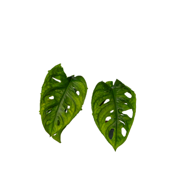 monstera adansonii canada Monstera Adansonii | Monkey Mask Swiss Cheese Plant | 4" Pot | Easy Care  Houseplant