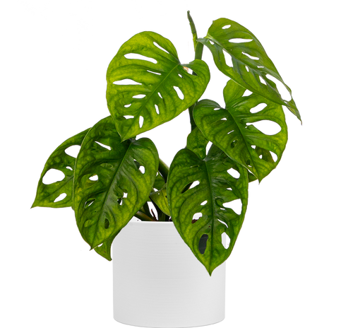 Low Light Plants  Plantsome