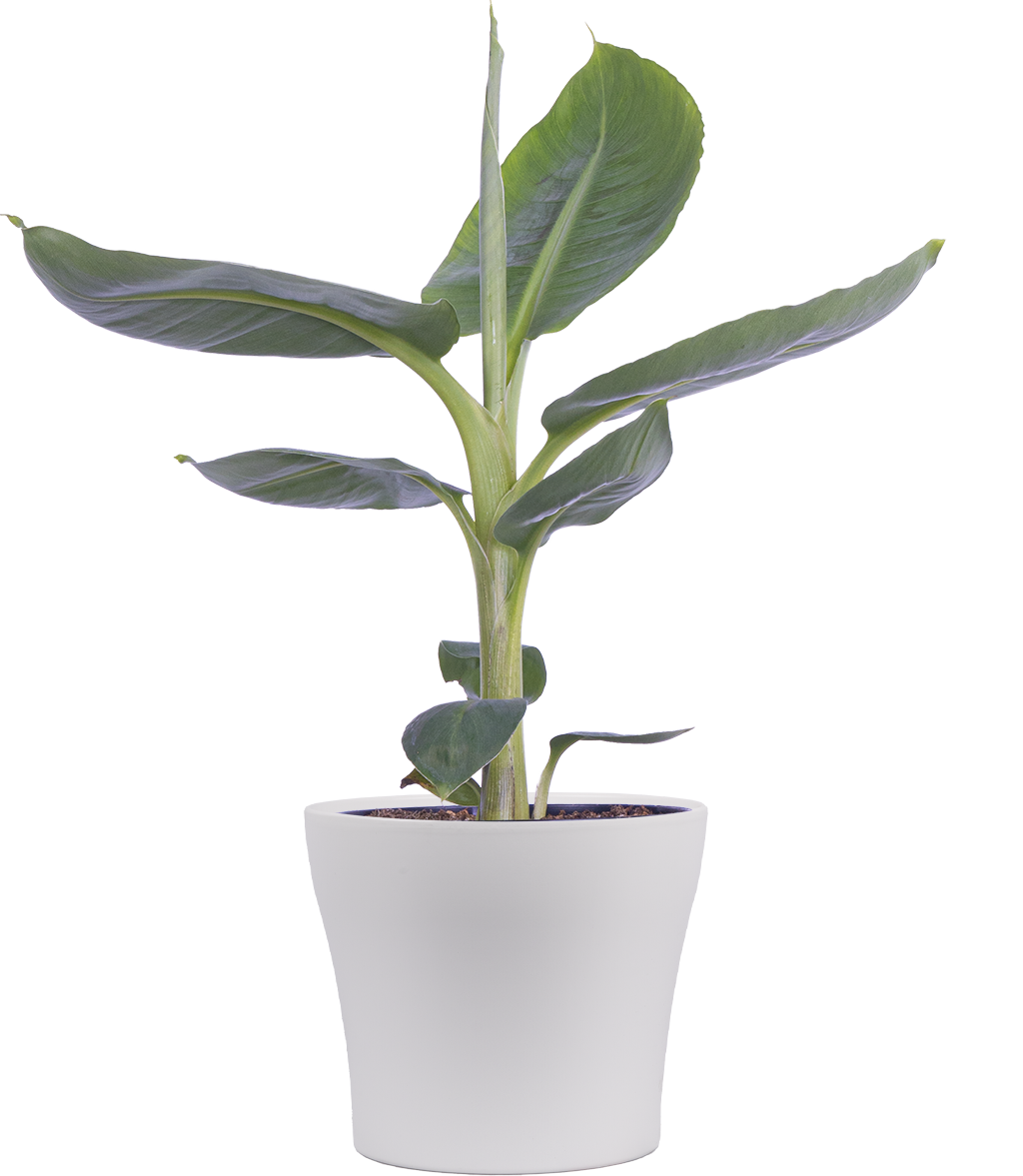 Plant in a Box - Set di 2 - Musa 'Dwarf Cavendish' - Pianta da appartamento - Pianta di banano - Vaso 21cm - Altezza 90-100cm