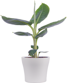 Musa Dwarf Cavendish | Banana Plant (M)