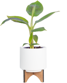 Musa Dwarf Cavendish | Banana Plant (S)