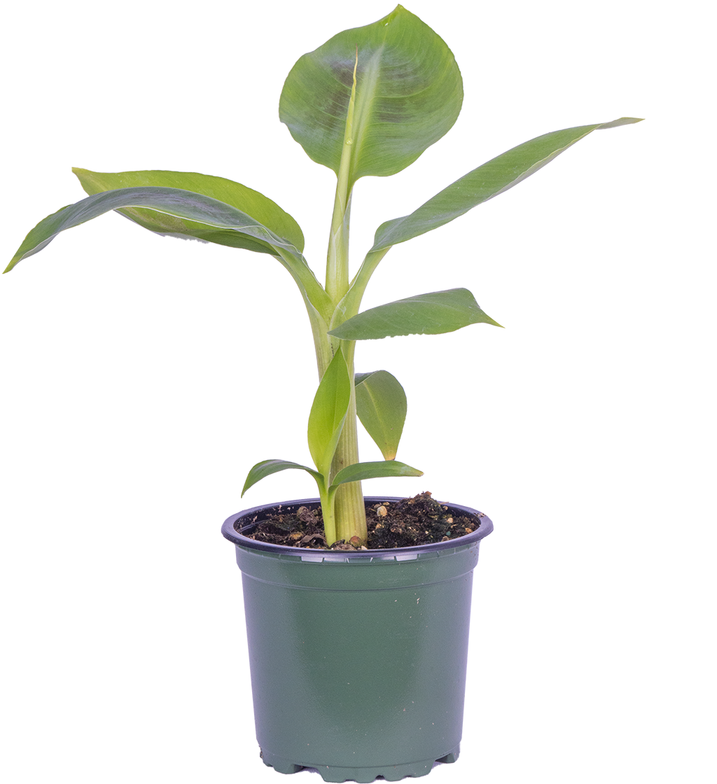 Musa Dwarf Cavendish | Banana Plant (S)