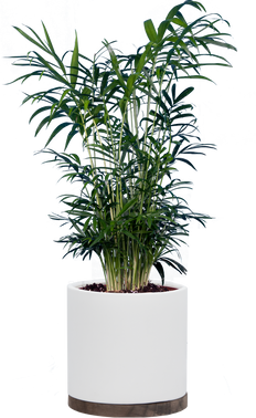 Neanthebella | Parlour Palm (M)