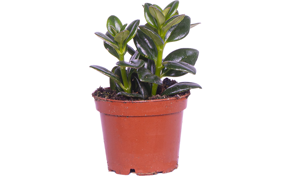 Nemanthus Hypocyrta Green | Goldfish Plant (XS)