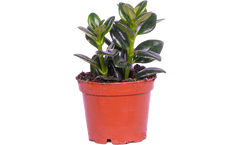 Nemanthus Hypocyrta Green | Goldfish Plant (XS)