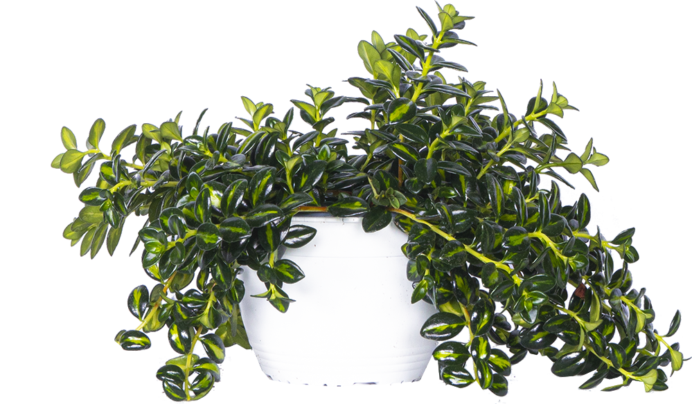 Nemanthus Hypocyrta Green | Goldfish Plant (L)