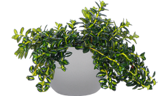Nemanthus Hypocyrta Green | Goldfish Plant (L)