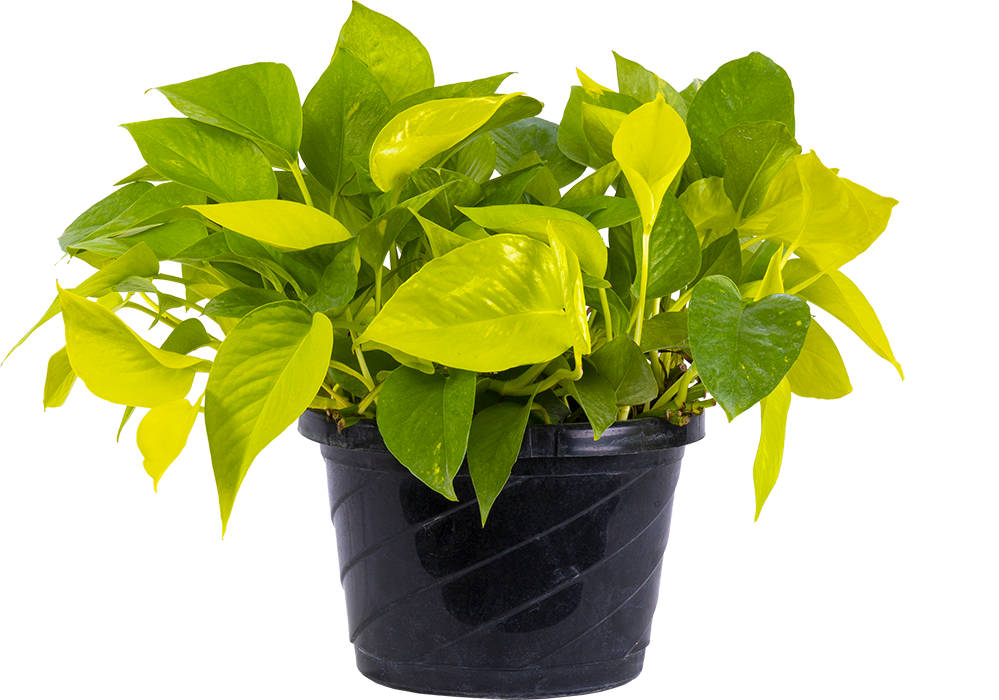 Neon Pothos (L)