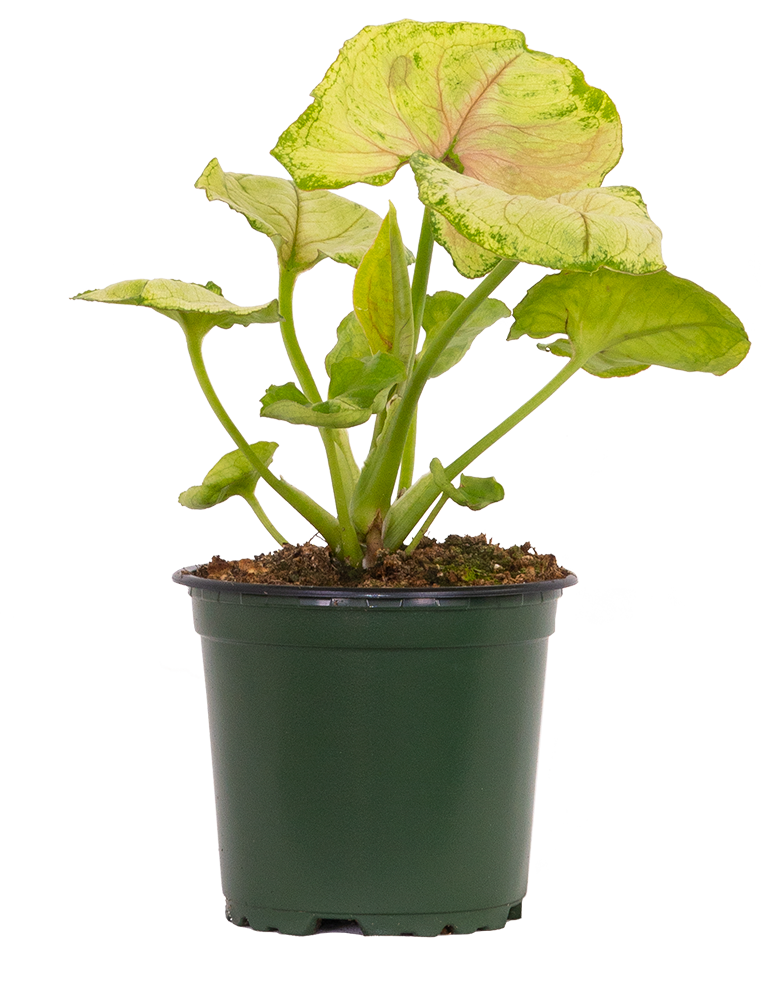 Syngonium Podophyllum | Nephthytis Kiwi (S)
