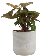 Syngonium Podophyllum | Nephthytis Merry Maria (S)
