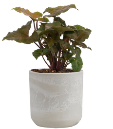 Syngonium Podophyllum | Nephthytis Merry Maria (S)