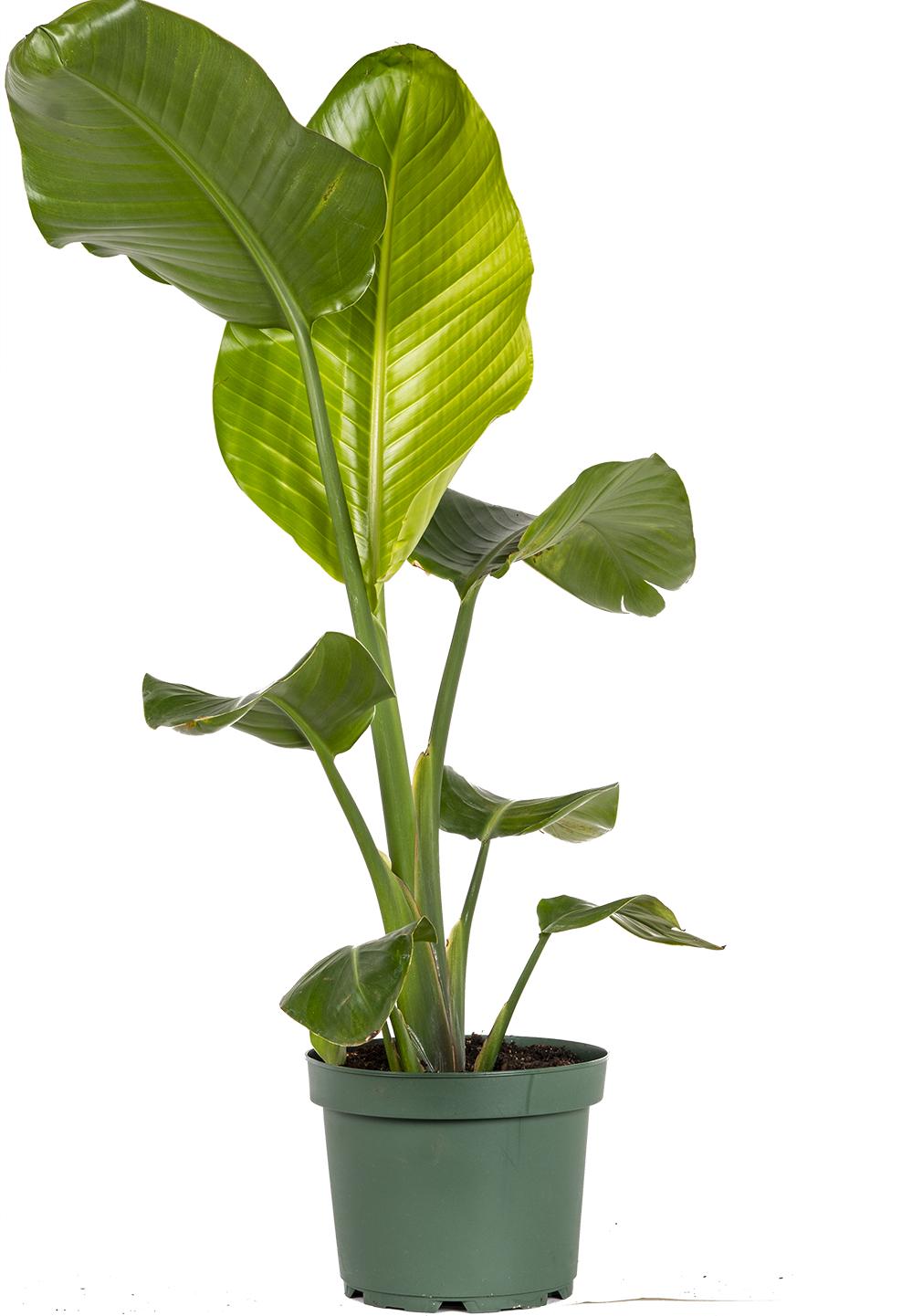 Strelitzia Nicolai | Bird of Paradise (L)