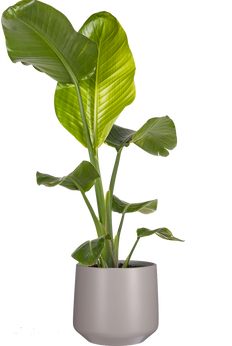 Strelitzia Nicolai | Bird of Paradise (L)