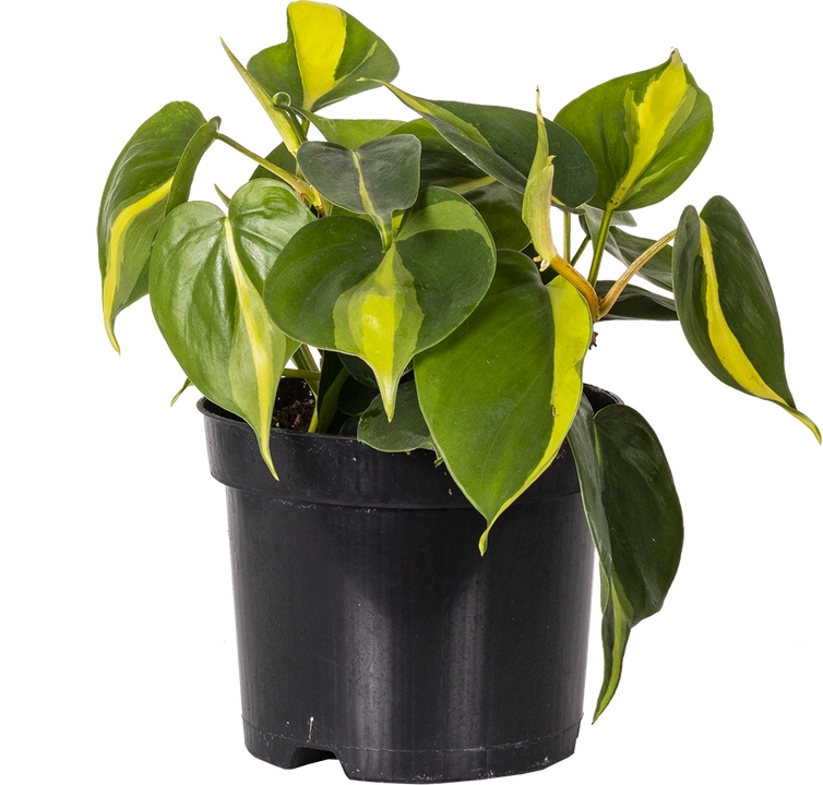 Philodendron Brazil (M)