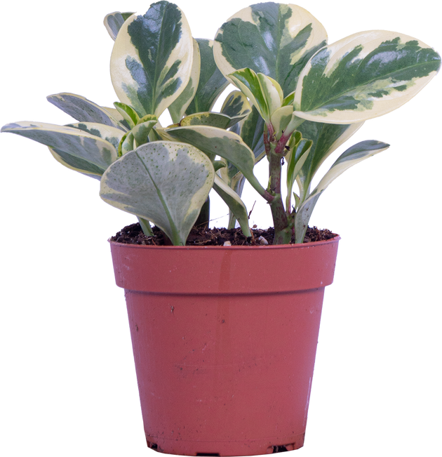 Peperomia Obtusifolia | Marble (S)