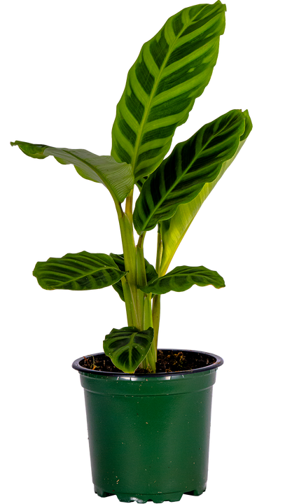 Calathea Zebrina (S)