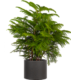 Norfolk Island Pine (XL)