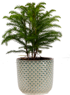 Norfolk Island Pine (S)